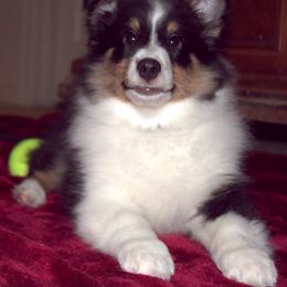 Shetland Sheepdog Puppies from Stafford Shelties