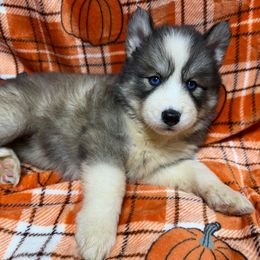 AKC Echo - Black and white female Siberian Husky puppy in Centreville, Maryland from Huskies By the Bay
