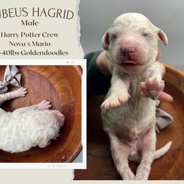 Hagrid - Parti male Goldendoodle puppy in Hilton, New York from The House of Goldendoodle