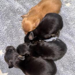 Black Cream boy - Black and cream male Dachshund puppy in Cattaraugus County, New York from H&C’s Dachshunds and Retrievers