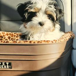 Preston - Parti male Yorkshire Terrier puppy in Tucson, Arizona from Treasures of Neptune Cove
