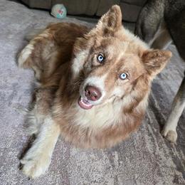 Sobee - Siberian Husky