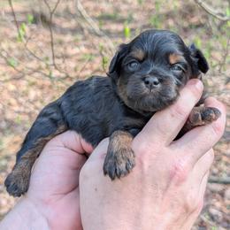 Treble - Black male Shihpoo puppy in Coshocton, Ohio from Forever Family Puppies