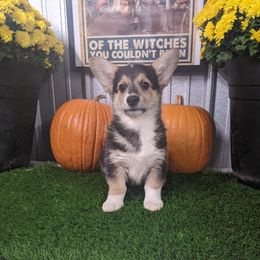"Juniper female " Basset Hound and Pembroke Welsh Corgi Puppies from 4 Sail Quarter Horses and Corgis