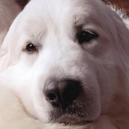 Great Pyrenees from Wahoo Creek Great Pyrenees