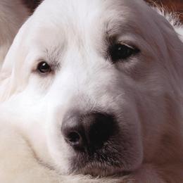 Great Pyrenees from Wahoo Creek Great Pyrenees