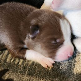 Zimri - Brown and white female Siberian Husky puppy in Madison, Georgia from Thornbury Kennel