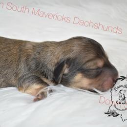 Shaded cream boy - Cream male Dachshund puppy in Seminary, Mississippi from Down South Mavericks Dachshunds