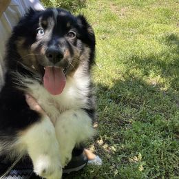 “Hopper” - Black Australian Shepherd puppy in Yadkinville, North Carolina from Gold Leaf Farm & Kennels
