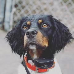 Jazzy - French Brittany