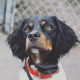 Jazzy - French Brittany