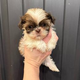 Valentino - Liver and white male Shih Tzu puppy in Stroud, Oklahoma from Laik’s Little Shihtz & Poms