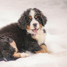 Bernese Mountain Dog Puppies from Breaking Trail Berners