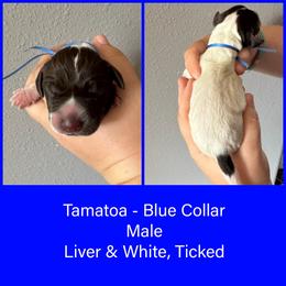 Tamatoa - Liver and white male German Shorthaired Pointer puppy in Marshfield, Missouri from Pebblebrook German Shorthaired Pointers
