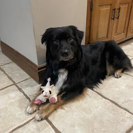 Willow - Australian Shepherd