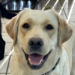 Ruby - Labrador Retriever