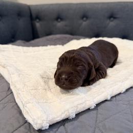Red - Liver female Boykin Spaniel puppy in Pearland, Texas from Double Shot Boykins