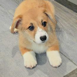 Mist - Red female Pembroke Welsh Corgi puppy in Kiowa, Colorado from Cool Water Corgis LLC