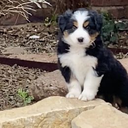 Australian Shepherd, Miniature Australian Shepherd, and Toy Australian Shepherd Puppies from Hunt Farms Mini Aussies
