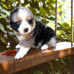 Camo Schmidt - Blue merle male Australian Shepherd puppy in Statesville, North Carolina from Charming Australian Shepherds