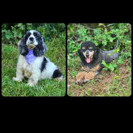 Cockapoo puppies from Raven Oak's Shepherds