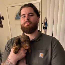 Dachshund Puppies from Windy Ridge Miniatures