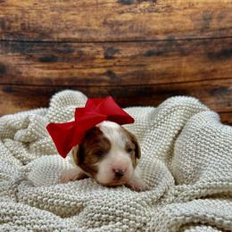 Cinderella - Blenheim female Cavapoo puppy in Lancaster, Missouri from Cavapoo Acres
