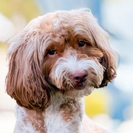 Shelby - Goldendoodle