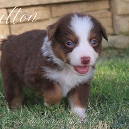 Hamilton - Red tri male Miniature Australian Shepherd puppy in Grandfield, Oklahoma from Hunt Farms Australian Shepherds
