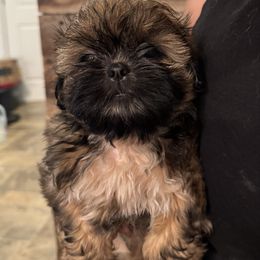 Girl 3 - Black and tan female Shih Tzu puppy in Grandview, Tennessee from Between The Creeks Farmstead