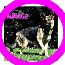 MIRAGE - German Shepherd