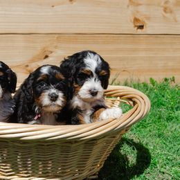 Bernedoodle and Goldendoodle Puppies from Rockin R Doodles