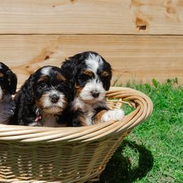 Bernedoodle and Goldendoodle Puppies from Rockin R Doodles