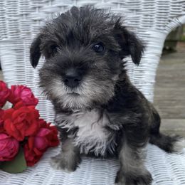 Miniature Schnauzers from Newland Schnauzers
