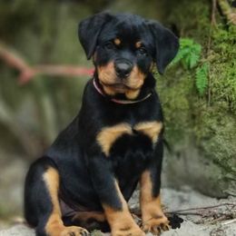 Rottweilers from Luckyrottweiler Kennels
