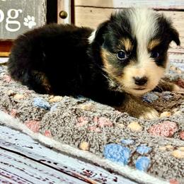 Candy tri male 3 - Black tri male Miniature Australian Shepherd puppy in Lemon Cove, California from Magic Ranch Mini Aussies