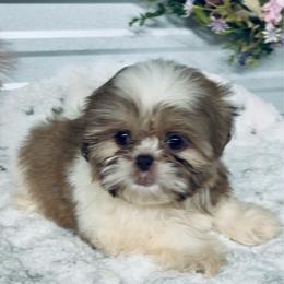 AKC Sugar - Liver and white female Shih Tzu puppy in Elgin, South Carolina from Silver Bells Paw Prints