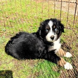 Opal - Black tri-color female Australian Shepherd puppy in Yelm, Washington from Country Rose Australian Shepherds