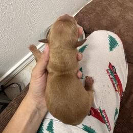 Monica - Dark golden female Golden Retriever puppy in Spur, Texas from Adams Puppies