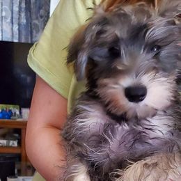 Boy 1 - Salt and pepper Miniature Schnauzer puppy in Paducah, Kentucky from Nubby's Legacy Schnauzers of Western KY