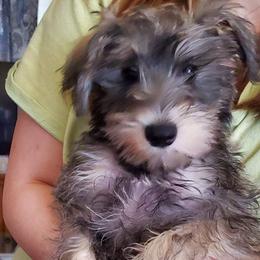 Boy 1 - Salt and pepper Miniature Schnauzer puppy in Paducah, Kentucky from Nubby's Legacy Schnauzers of Western KY