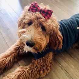 Goldendoodles from Happy Camper Doodles