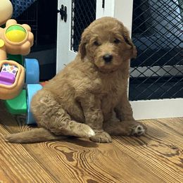 Goldendoodle and Yorkshire Terrier Puppies from Pups of the Lowcountry