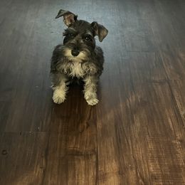 Miniature Schnauzer Puppies from Sugarbaby Kennel