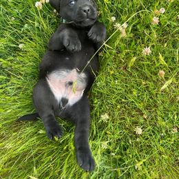 Labrador Retriever Puppies from Corner Crest Labs