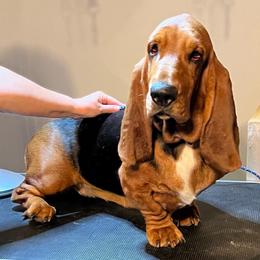 Maggie Mae - Basset Hound