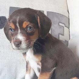 Beagle Puppies from Rajun Cajun Kennels