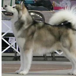 Toby - Alaskan Malamute