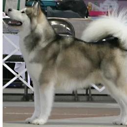 Toby - Alaskan Malamute