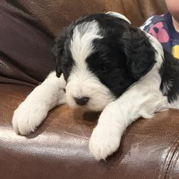 Tucker - Parti male Labradoodle puppy in Churchill County Fallon, Nevada from Card Family Ranch